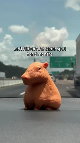 poor capybara…  #masontroyadams #fypシ #funny #capybara #fypシ゚viral 