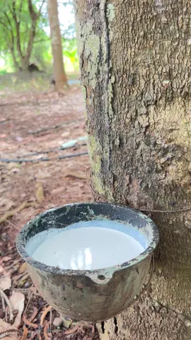 สิได้ขายบ่น้อง#สาวสวนยางหนองบัวลําภู 