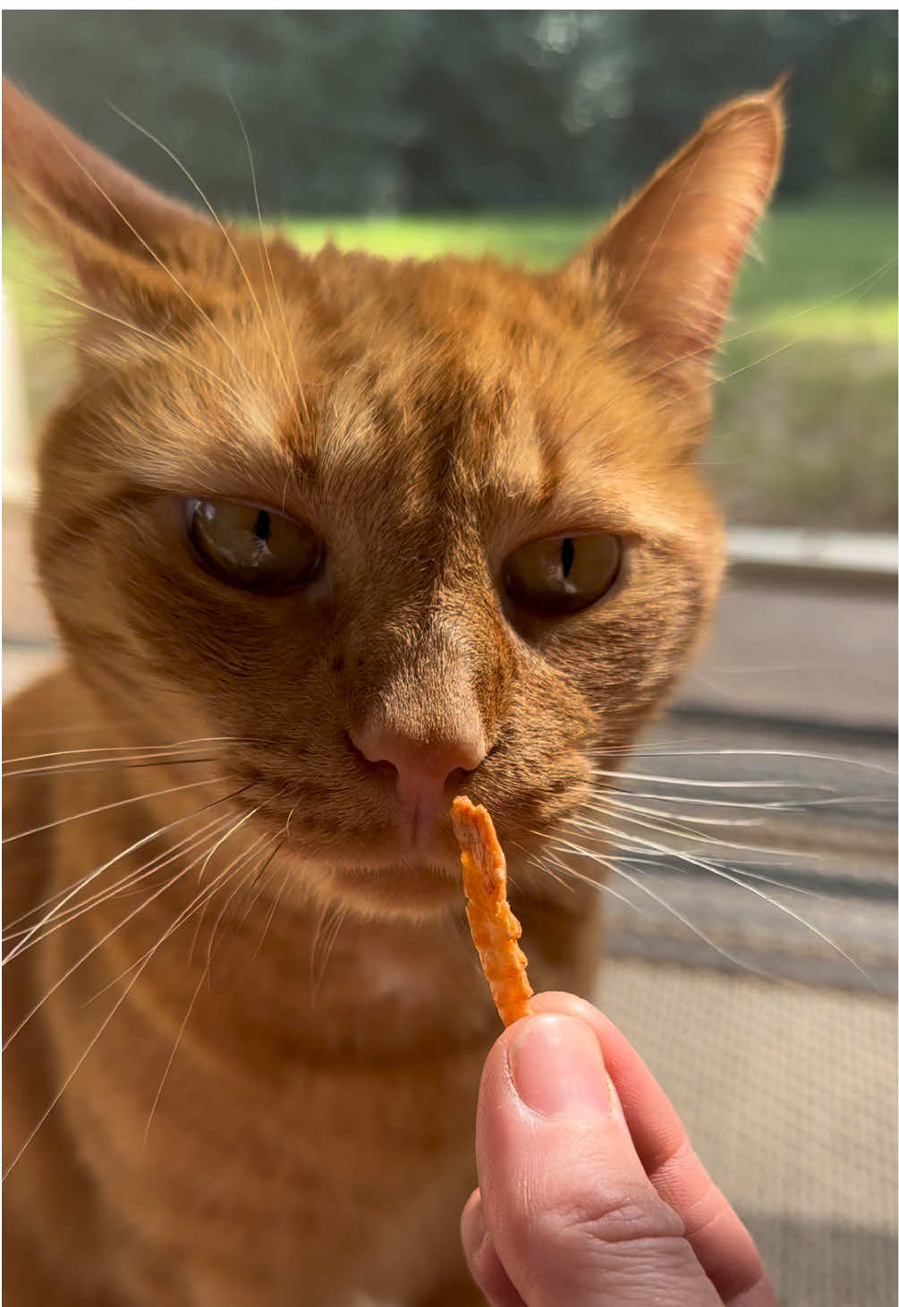 I got these samples of freeze dried Krill. As you can tell their a big hit, Charlie doesn’t really like fish and he was all about them! I do recommend having a container for them, they have a strong smell. No additives.  #pet #ad #asmr #fyp #rescue 