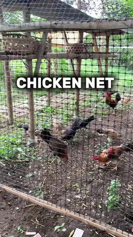 #kulunganngmanok #chickennet #net 
