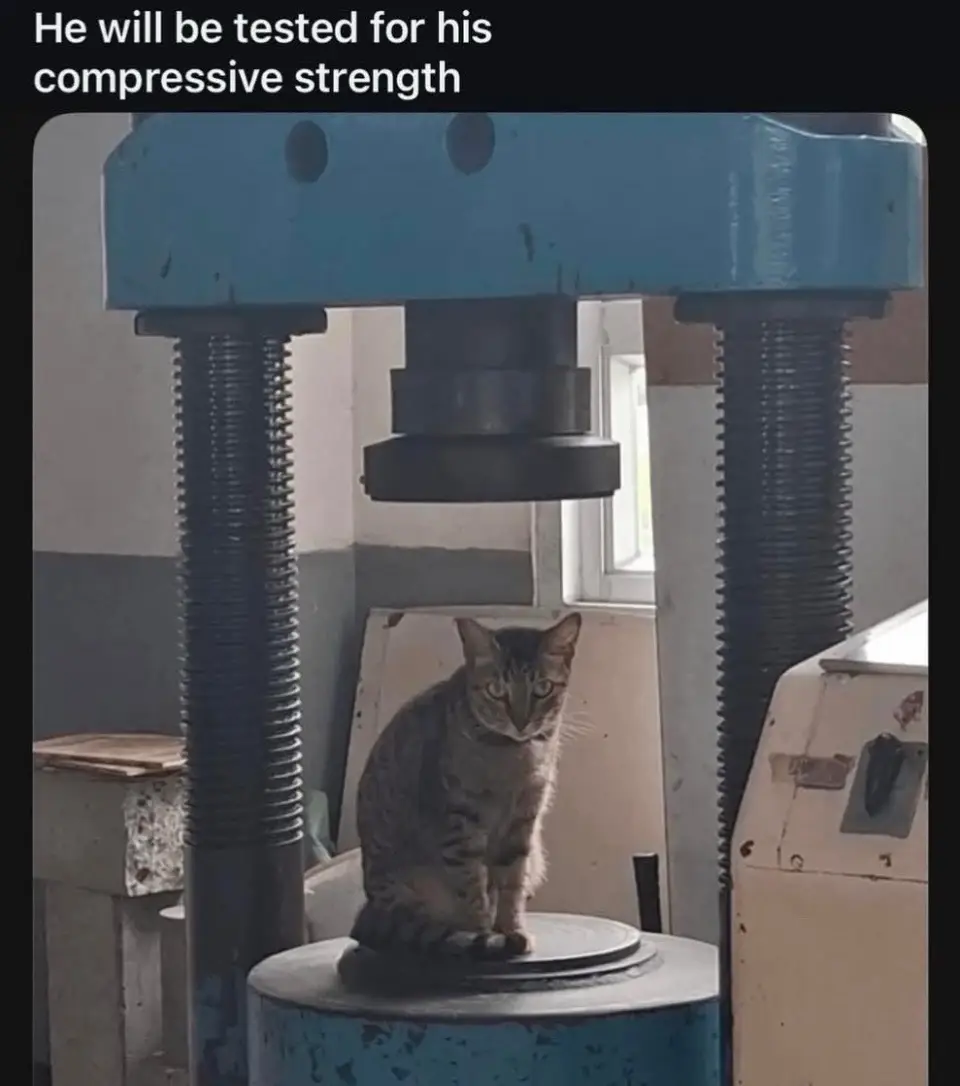 #f #fyp #foryoupage #cat #tiktok 