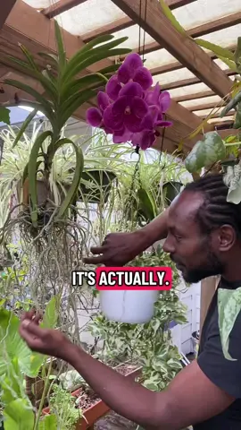 This is one of my top orchid tips! Location/environment is key 🔑 I find that a lot of people give up on orchids before trying to move them around. It’s not about where WE want them to grow - it’s about where the conditions can best support their growth #orchids #planttips #PlantTok 