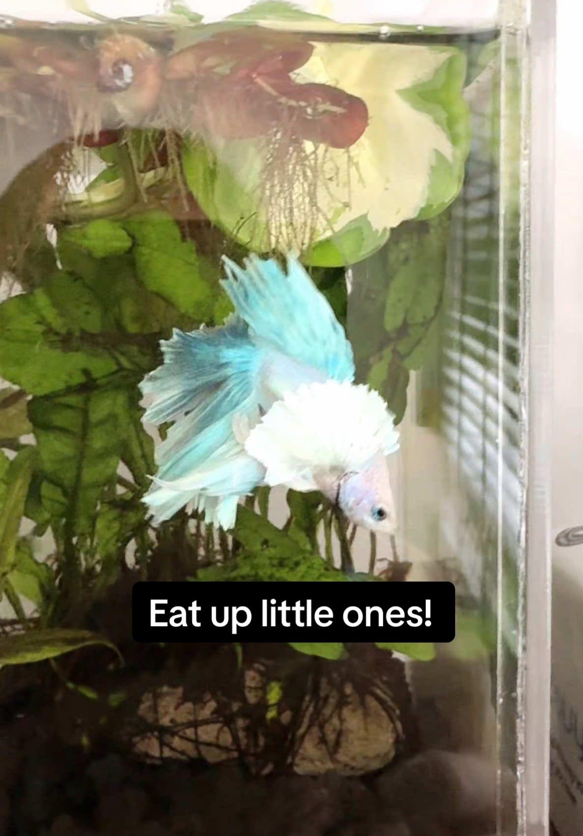 Getting my bettas to recognize mealtime otherwise I will end up doing unnecessary water change #bettafish #bettasingapore #fightingfish #aquarium #singapore 