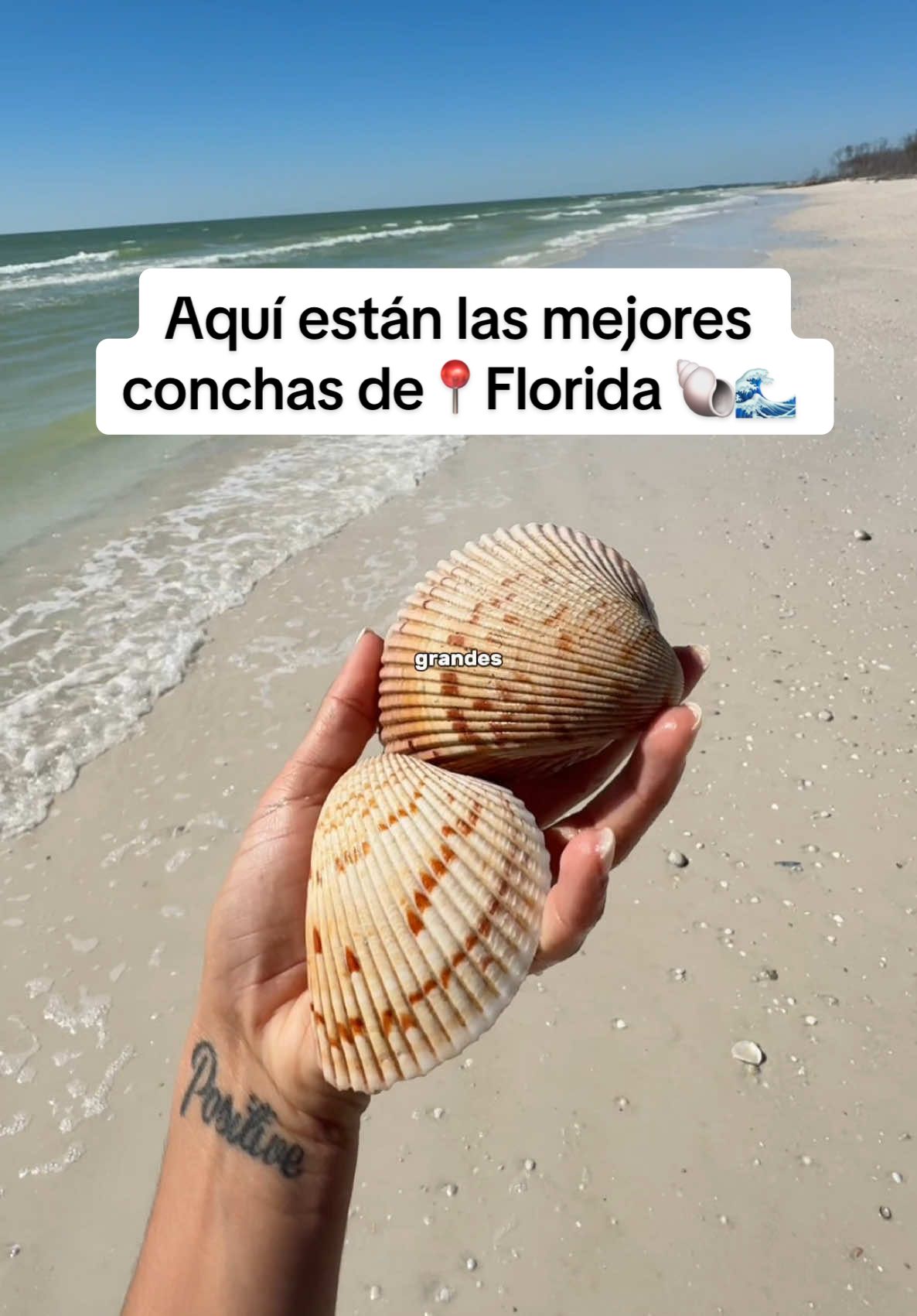 Las mejores conchas de la📍Florida🐚🌊 están en honeymoon island state park!  #beach #floridabeach #creatorsearchinsights #honeymoonisland #honeymoonislandstatepark #shellbeach #shell #floridatravel #florida #fl #floridastate #floridabeach 