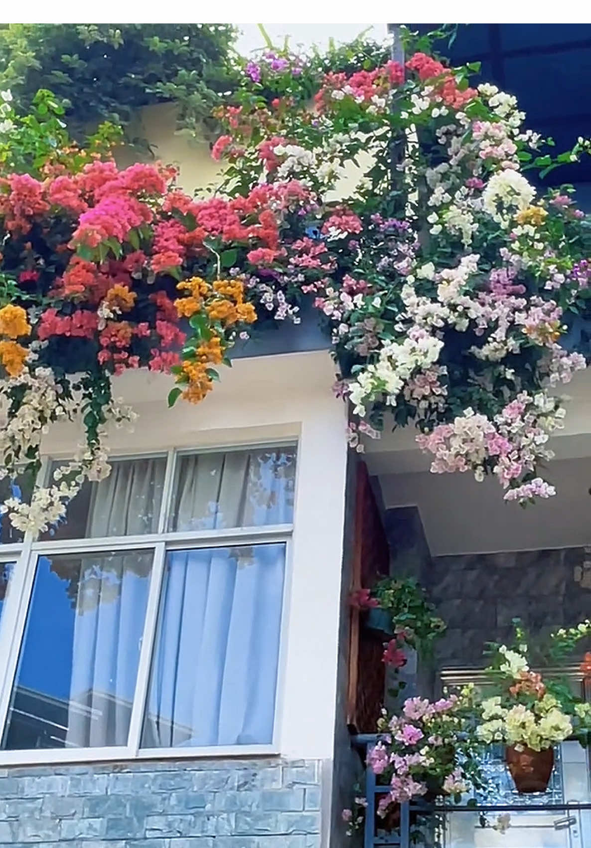 Hoa giầy trồng kết hợp nhiều màu rũ ban công nhà siu đẹp🥰🥰 #hoadep #hoacaycanh #hoaleogian #hoabancong #hoagiay 