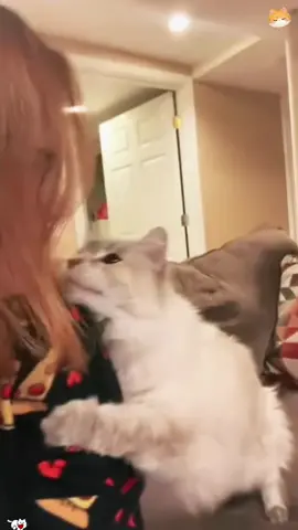 Cat seeking affection ❤️❤️ #cat #Love #owner #catandowner #foryou 