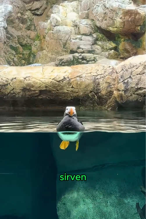 Esto no es un pingüino, es un frailecillo.#animal #tiktok #puffin #bird #amazing #knowledge 