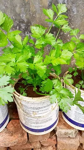 Pelengkap sop #berkebun #bawangdaun #daunbawang #seledri #petanirumahan 
