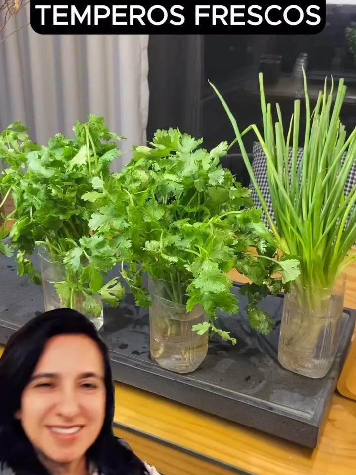 Agora não precisa comprar temperos! #kasagardem Aprenda um método simples para cultivar coentro e cebolinha em casa usando apenas uma garrafa plástica, água, garante temperos frescos o ano todo, sem precisar ir ao mercado. É econômico, ecológico e perfeito para quem ama cozinhar com ingredientes fresquinhos. Gostou dessa dica? ----> @kasagardem Créditos: @holdstone_oficial #PlantasEmCasa #HortaCaseira #cultivo #temperosnaturais #kasagardem