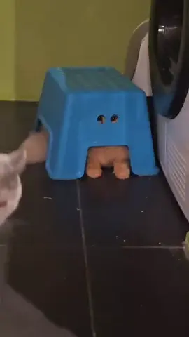 I see you...😆  #cat #hiding #funnyvideos #viral #foryoupage 