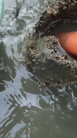 dapat banyak ikan 
