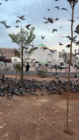 #مسجد_بلال_مدینہ_شریف #viral_video_tiktok #fypシ゚viral🖤tiktok☆♡🦋myvideo❤️❤️🥰🥰 #viral_video_tiktoktreanding2025 #viralvideo1millionviews😘😘😘😘😘😘😘😘😘🥀 