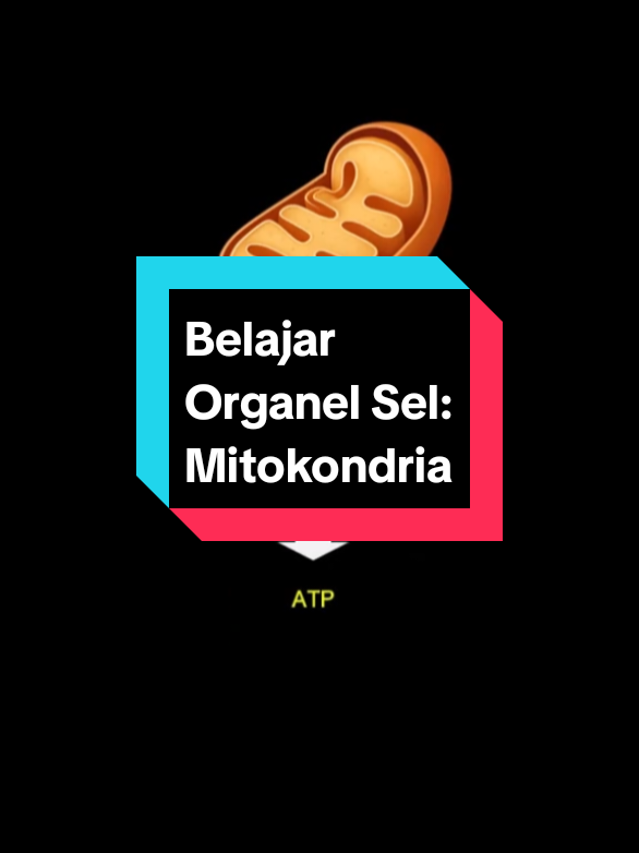 Belajar materi organel sel: mitokondria #mahasiswa #perawat #fypシ #fyppppppppppppppppppppppp #anatomy 