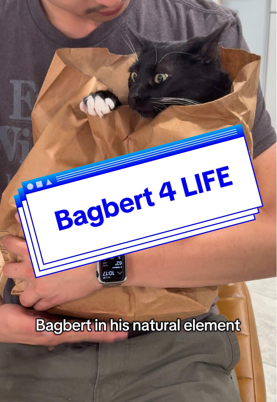 Brown paper bags are his comfort place #loubertthecat #funnypetsoftiktok #catfamily #tuxedocatsoftiktok #funnycatvideos 