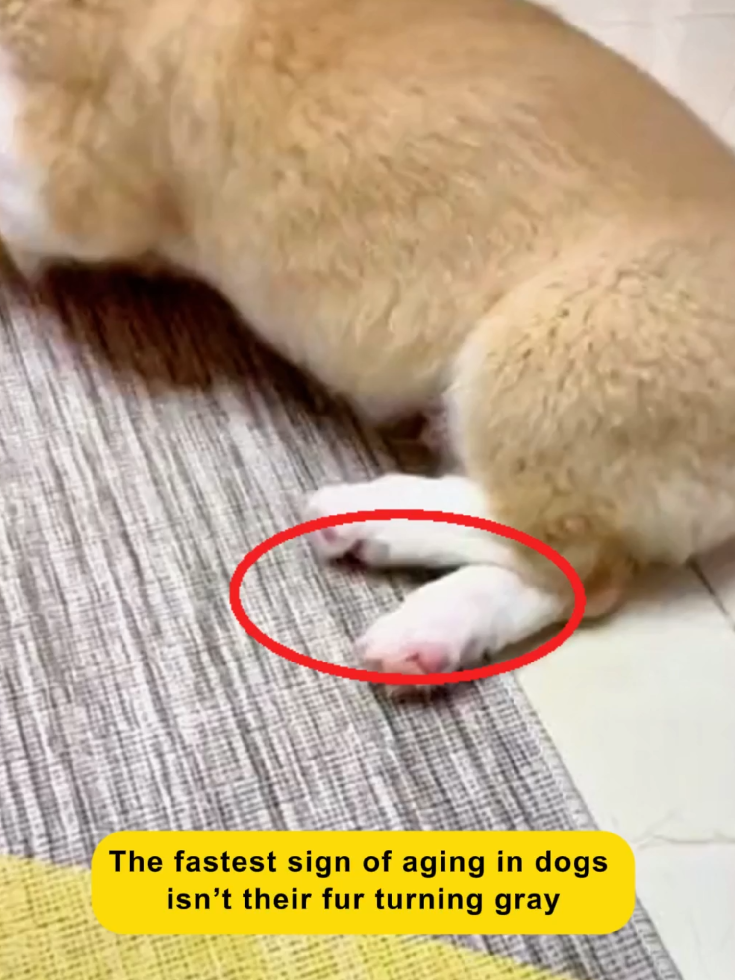 Don't Let Joint Pain Steal Your Dog's Joy! Wellix Hip & Joint Bites Bring Back Their Youthful Energy.#dogsoftiktok #dealsforyoudays #doglover #fy #dog #dogshealth #dogs #dogsupplements