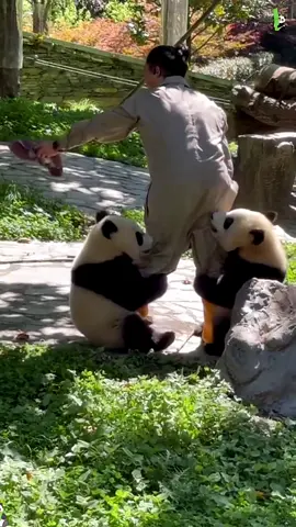 Panda 🐼 They’re like little babies. #funny #panda #pandafunnyvideo #pandababy #kungfupanda #core #usa #fyp #pandas #foryou #pandapuppy #tiktok 
