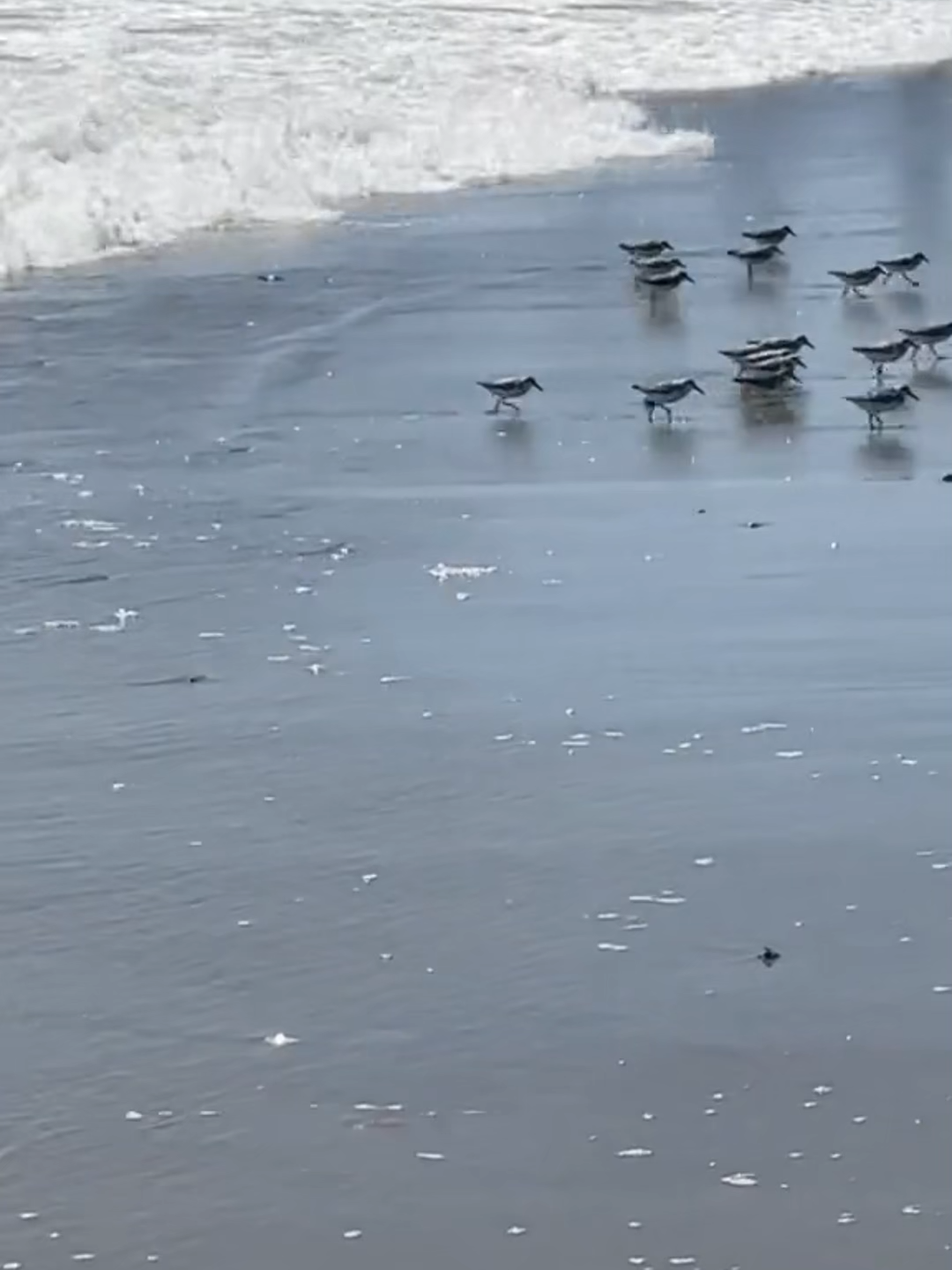 silly run #dubstep #riddim #edmtiktok #ravetok #excision #crankdat #lostlands