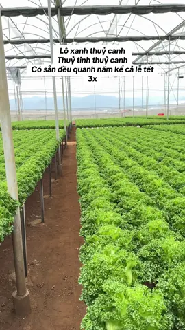Rau sạch thuỷ canh Đà Lạt#xuhuong #rausach #rauthuycanh #dalat 