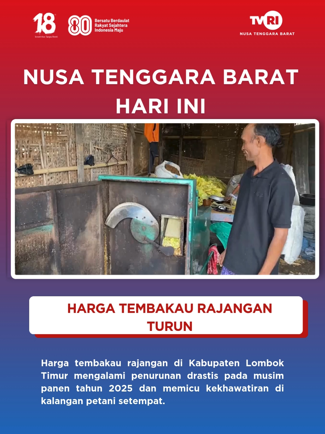 HARGA TEMBAKAU RAJANGAN TURUN #tvrintb #mediapemersatubangsa