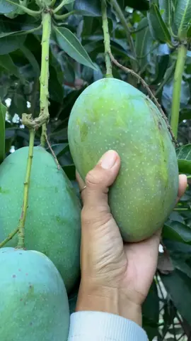 Petik dan makan mangga harum manis dan buah-buahan lainnya langsung dari pohon