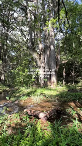 Porfa 🤭#cerro #pueblosmagicos #hadadelbosque #arboles #naturevibes 