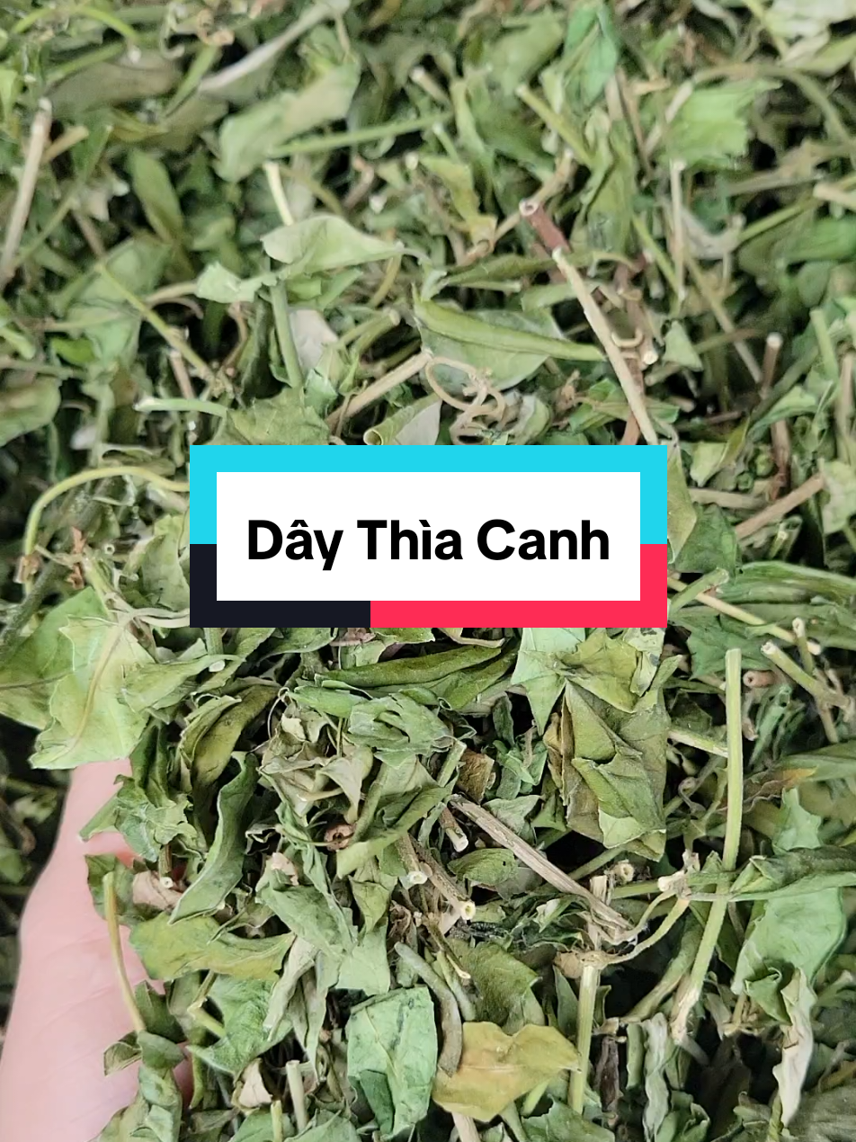 Dây thìa canh hỗ trợ tiểu đường #duoclieudinhthu #daythiacanh #tieuduong 