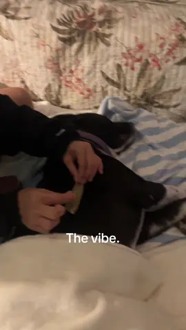 He's SNORING up a storm rn #airmatress #LoveIsland #familyvacation 