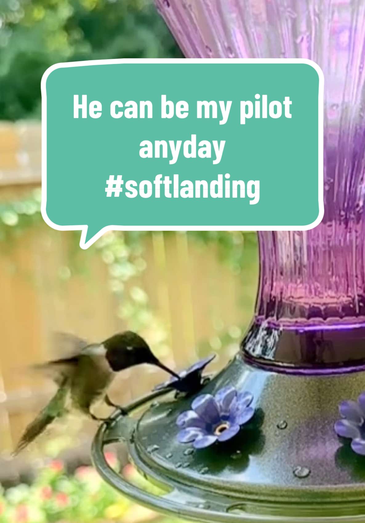 I’m obsessed with these little guys and gals! #hummingbird #hummingbirdsoftiktok #hummingbirdfeeder #algoritmotiktok #contentcreator @KINGSYARD.global 