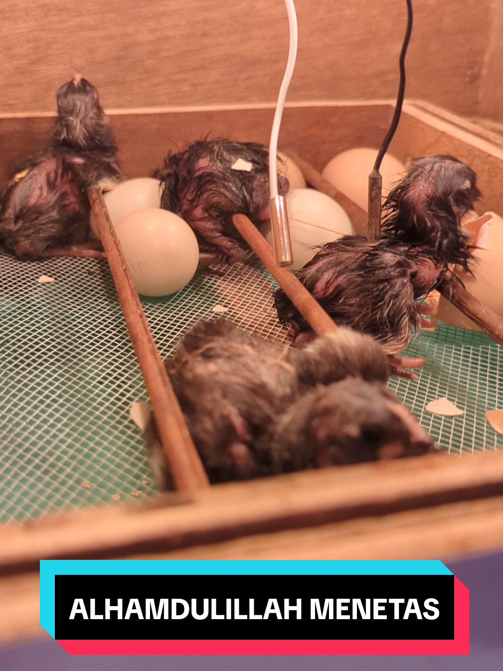 4 doc BP sudah menetas 🥳 #penetasantelur  #incubator  #telurfertil  #mesintetas  #fyp 