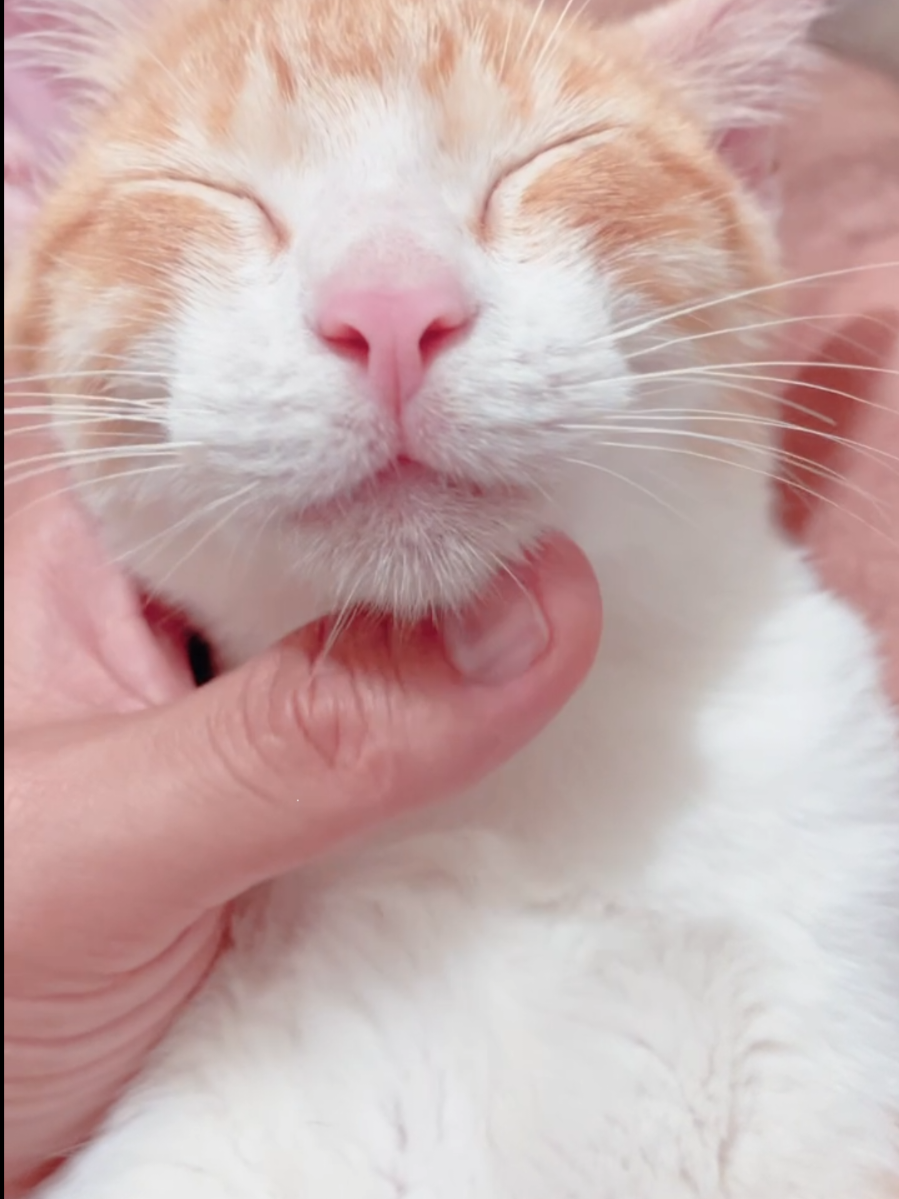 @⭐️🌛🌈 IRENE STENDEBACH 🌈🌛⭐️ @🫡🐦‍🔥😼. ANA .😼🐦‍🔥🫡 @💞MEXICANA 💗 @🫡🐦‍🔥😼jayren Gonzálo😼🐦‍🔥 @🫡🐦‍🔥😼CARO😼🐦‍🔥🫡 😅😅😅😅😅😅😅😅#LIVEIncentiveProgram #LIVEwithlowfollowers #PaidPartnership 