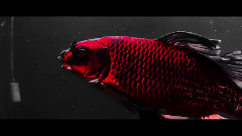 #koibuom #chepsutu #cachepphitan #phitancuucap #koifish 