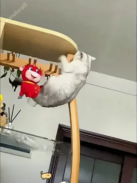 Bad cat 🐈 #funnyvideos #cat #catsoftiktok #usaus #foryou #viral 