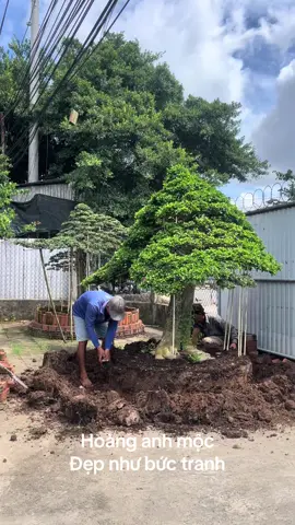 #ĐoànCâyCảnh #câycảnhnghệthuật #Hoànganhmộc #nguyệtquếláxoắnbôngchùm #câydisảnviệtnam 