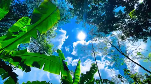 ভুল হলে ভুল ভাঙতে হয়, সম্পর্ক না,,❤️‍🩹#foryou #foryoupage #flowers #highlight #vairal #viralvideo #trending #tiktok #bdtiktokofficial #unfrezzmyaccount 