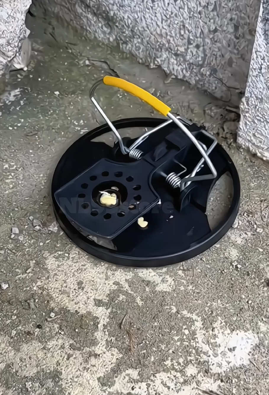 Bẫy chuột tự động, bẫy chuột thông minh #baychuottudong #baybatchuot #dungcubaychuot #xuhuong #nb99store 