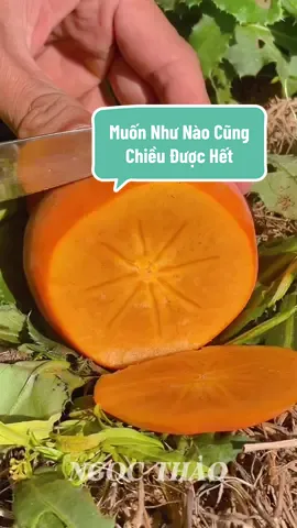 Hồng giòn Fuji Nhật Bản - Ăn ngay trên cây, giòn ngọt không tưởng #nhavuonngocthao  #cayanqua  #cayhonggionnhatban  #honggionnhatban