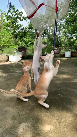 mấy hôm mưa gió bí bách chân tay, nay hẩng nắng nên các con khởi động thế này đây cô chú ạ🤡