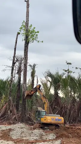 Operator exca cuma takut dengan satu hal, pohon kering😅     #operator_excavator #fypage 