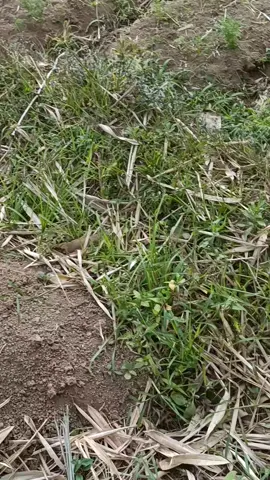 Koto Baru #pemandanganalam #pemandangan #minangtiktok  #petani #petanimuda 