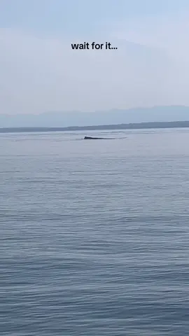 the most insane display of nature i’ve ever seen with my two eyes. we cut our engines way back and these 3 swam over to us to put on a 15 minute show. #magical #whales #westcoast 