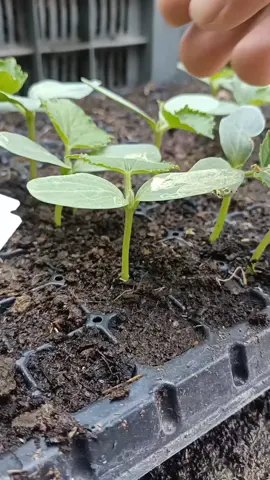 grafting techniques #grafting #gardening #garden #agriculture #fyp 
