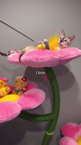 So obsessed 😭 #fyp 