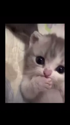 🥰babies#catlover 