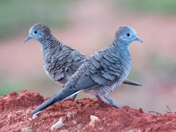 Cu Vằn