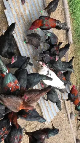 Ternak ayam kampung di rumah modal ,cukup 10 indukan dan 2 jantan,hasilkan ratusan ayam#peternakmuda #peternakayamkampung #ayamkampung #fyp #ayamkampungasli 