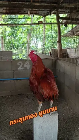 #ไก่ชนยูนนาน 