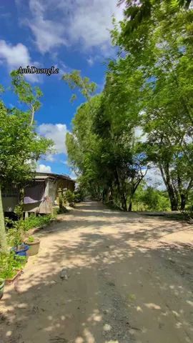 Ai cach xa cội nguồn ngồi một mình nhớ luy tre xanh dạo quanh khung troi kỷ niem🥰🥰🥰#xuhuong #viralvideo #canhdepmientay #canhchillvungque🌾 #tuoitho8x9x 