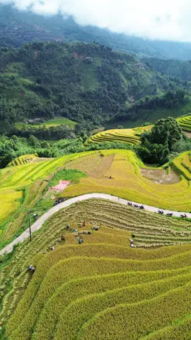Nrog pep hlais plej nyob toj siab os - Mùa thu hoạch của bà con #tiktokviral #ruộngbậcthang #dicungsinh #sapa 