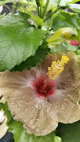 🍀 Saat kamu ngerasa Ketinggalan  🍀 Yakinkan dirimu  . .  BAHWA kamu nggak ketinggalan kok      _Everyone's pace is different_ Ada orang yang harus muter dulu baru sampai tujuan, ada yang sprint dulu  Kita semua punya timing masing-masing Kamu nggak harus COMPARE hidup kamu sama pencapaian orang lain ❌ ***************************************************** _   Hibiscus Java Dark Knight  _ Adopsi 20 April 2025  Baru dikasih pupuk *Air Rebusan Tulang & daging (ilmu dari pak Fian sumber nya dari kitab pertanian islam Al-Fillaha)  *Rendaman Kulit bawang + air cucian beras  Tabur tipis abu kayu karena musim hujan agar pH tanah tetap terjaga  #KebunMungil #Hibiscus #bungasepatu 