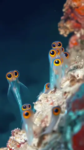Amazing animals at the water 😱😱#animals #wildlife #birds #100k #usa🇺🇸 